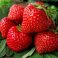 Земляника садовая Ламбада