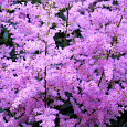 Астильба гибридная Юник Лилак Астильба гибридная Юник Лилак