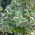 Дерен (кизил) белый Variegata
