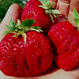 Земляника садовая Максим (Гигантелла Максим)