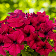 Петуния грандифлора Дримс Бургунди