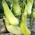 Баклажан  Зелененький F1