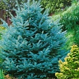 Ель колючая Супер Блю