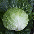 Капуста Белокочанная Крафт F1