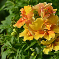 Львиный зев (Антирринум) обыкновенный F1 Твинни