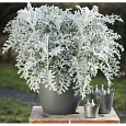 Цинерария Снежок