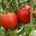 Томат Москвич Томат Москвич