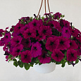 Петуния ампельная Саксесс Виолет