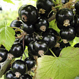 Смородина черная Волшебница