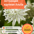 Астранция крупная Альба