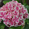 Гортензия крупнолистовая Тиволи